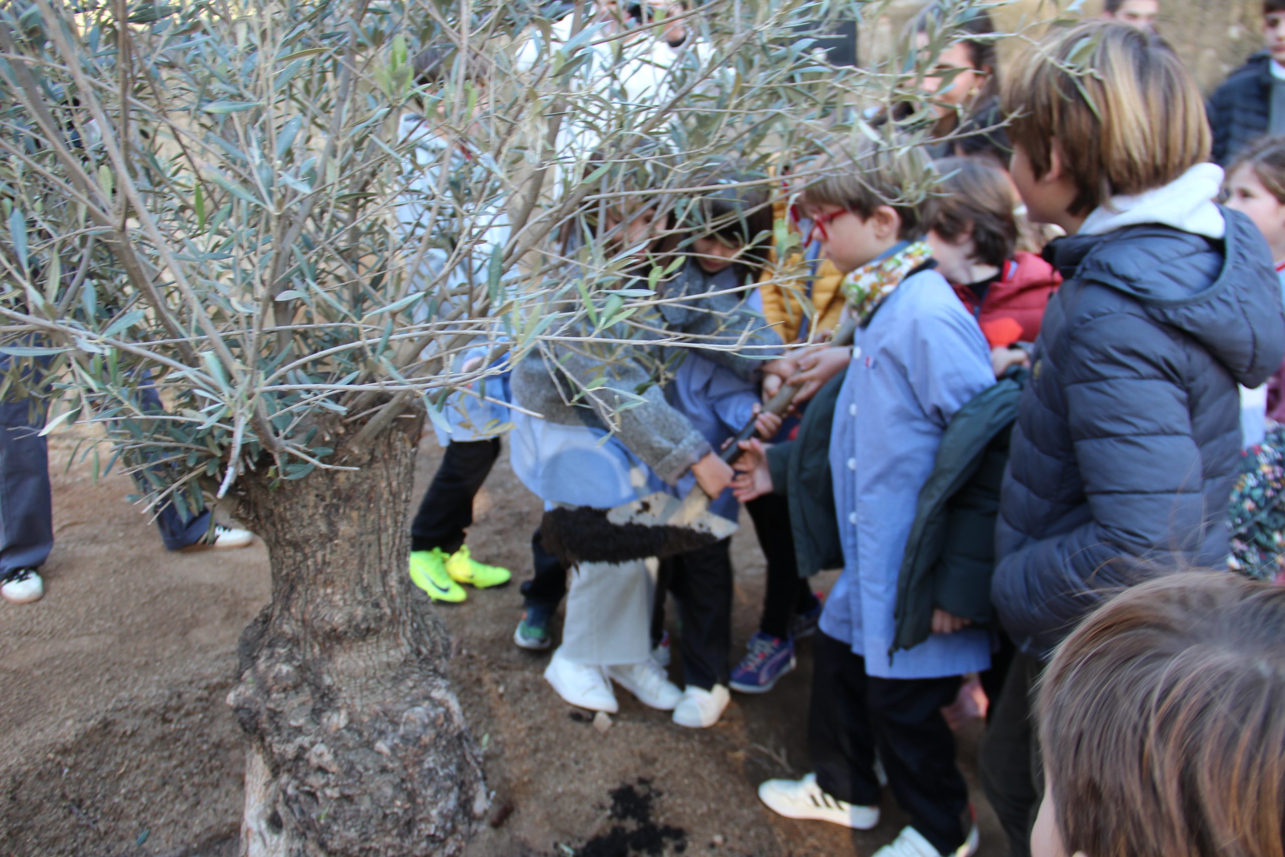 Celebrem el DENIP amb la plantada de cinc oliveres i la inauguració d’una gran intervenció artística